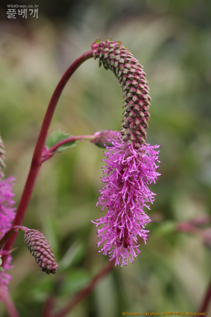 cjle120808 덕유산 산오이풀.jpg : 덕유산에 다녀왔습니다. cjle120808 덕유산 산오이풀.jpg : 덕유산에 다녀왔습니다.