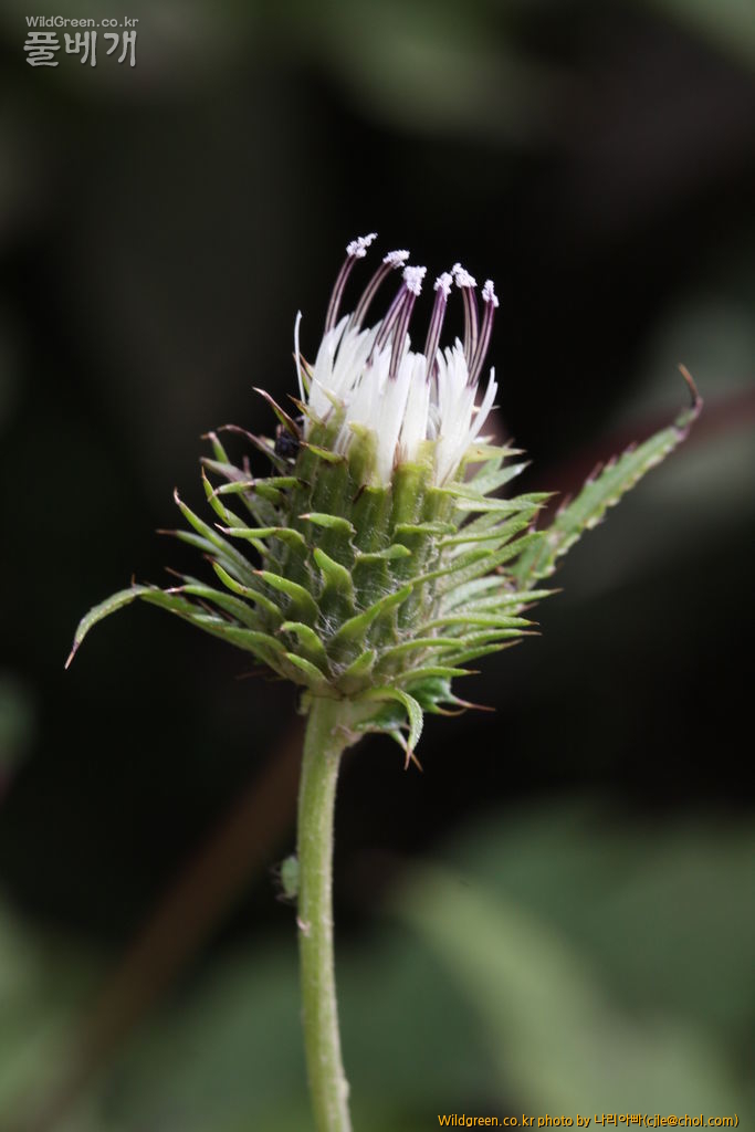 cjle120808 덕유산 정영엉겅퀴.jpg : 덕유산에 다녀왔습니다. cjle120808 덕유산 정영엉겅퀴.jpg : 덕유산에 다녀왔습니다.