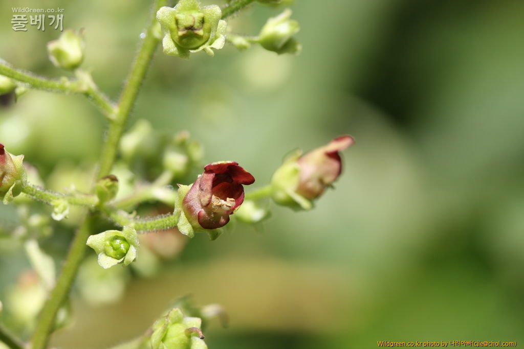 cjle120808 덕유산 큰개현삼.jpg : 덕유산에 다녀왔습니다. cjle120808 덕유산 큰개현삼.jpg : 덕유산에 다녀왔습니다.