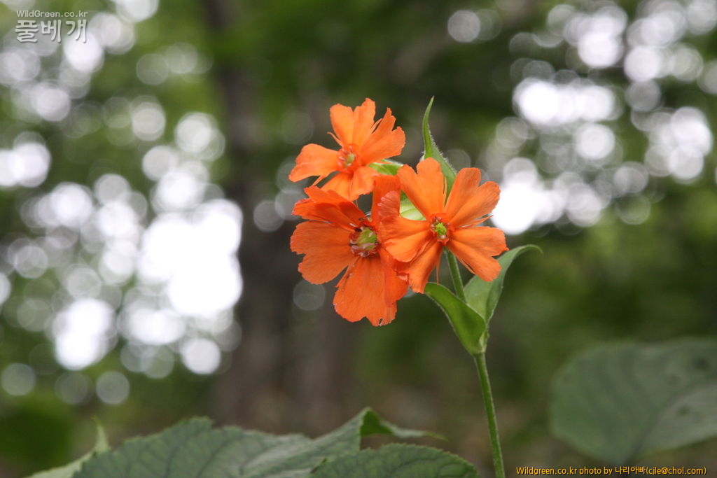 cjle120808 덕유산 동자꽃2.jpg : 덕유산에 다녀왔습니다. cjle120808 덕유산 동자꽃2.jpg : 덕유산에 다녀왔습니다.