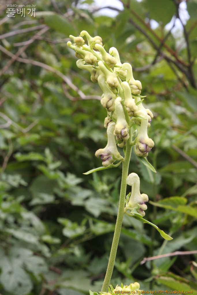 cjle120808 덕유산 흰진교.jpg : 덕유산에 다녀왔습니다. cjle120808 덕유산 흰진교.jpg : 덕유산에 다녀왔습니다.