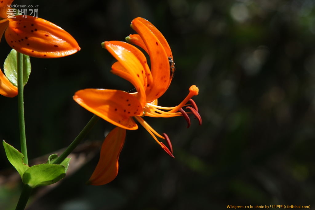 cjle120808 덕유산 말나리.jpg : 덕유산에 다녀왔습니다. cjle120808 덕유산 말나리.jpg : 덕유산에 다녀왔습니다.