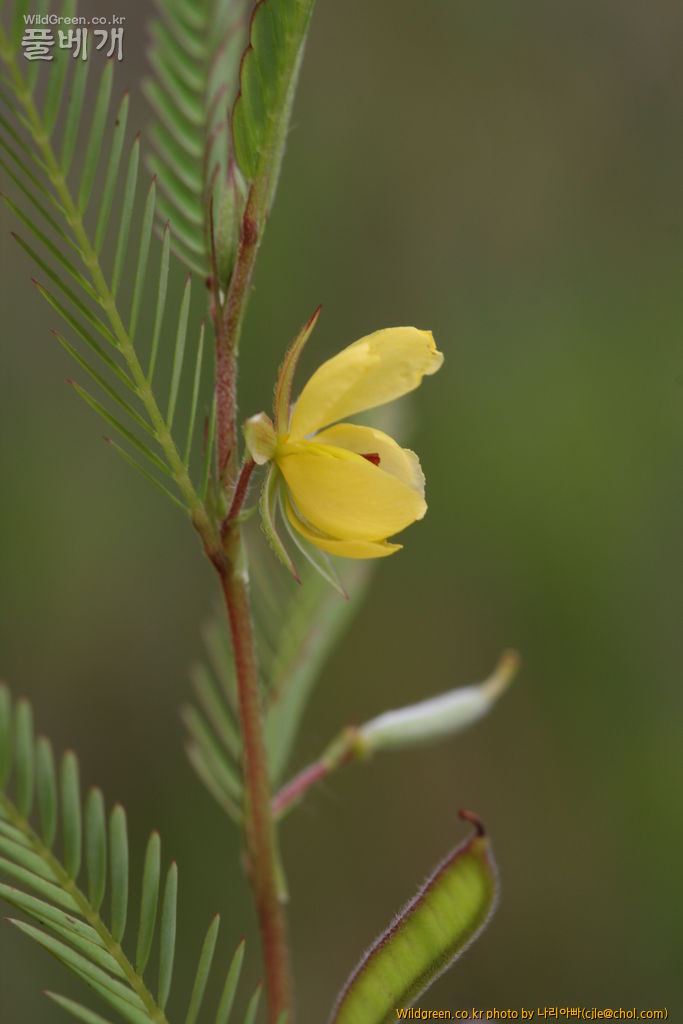 cjle120809 덕유산 차풀.JPG : 덕유산에 다녀왔습니다.