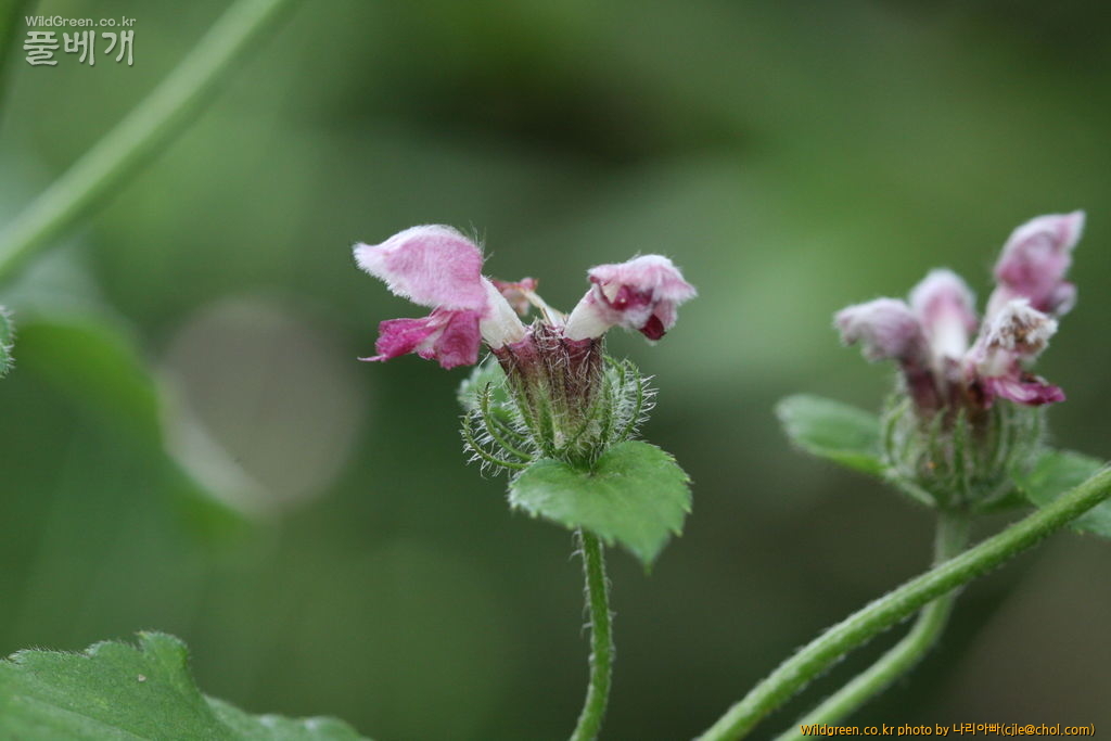 cjle120808 덕유산 속단1.jpg : 덕유산에 다녀왔습니다. cjle120808 덕유산 속단1.jpg : 덕유산에 다녀왔습니다.