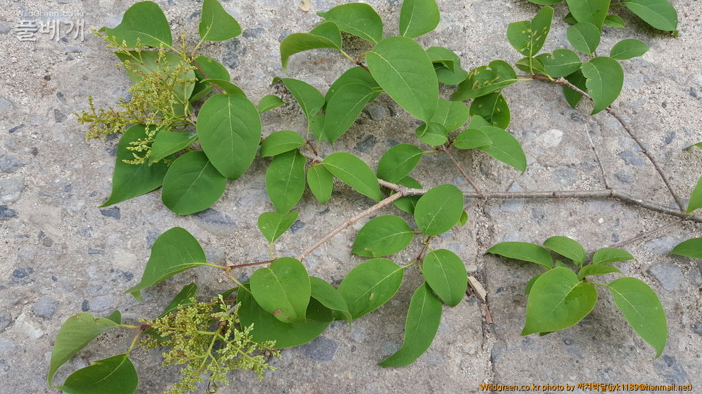 ㄱ감자란 1029.jpg : 개회나무