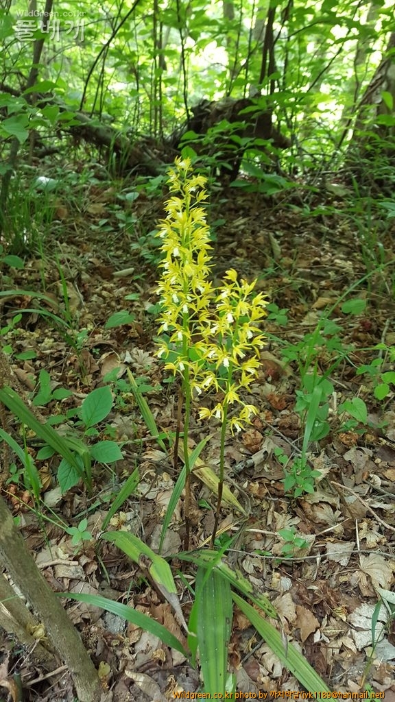 ㄱ감자란 1048.jpg : 개회나무