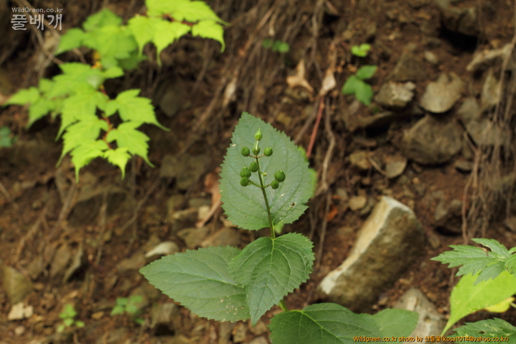 DPP_2015.06.22 암곡0009.JPG