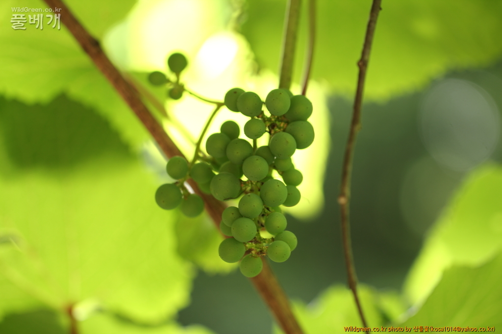 DPP_2015.06.22 암곡0011.JPG