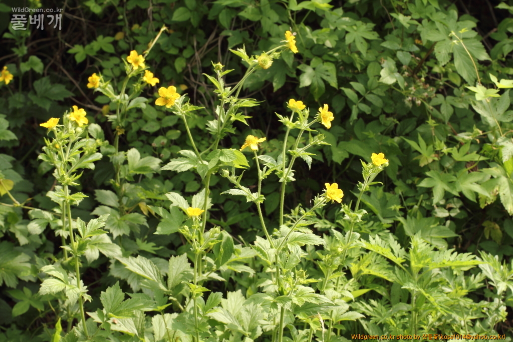 DPP_2015.06.22 암곡0092.JPG