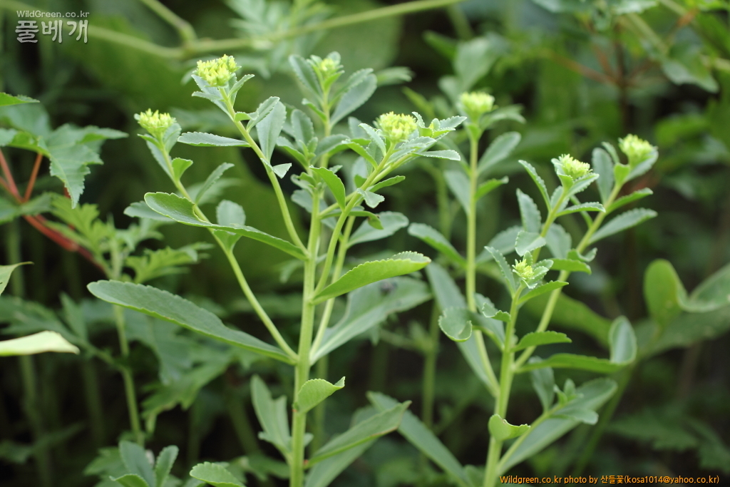 DPP_2015.06.22 암곡0110.JPG