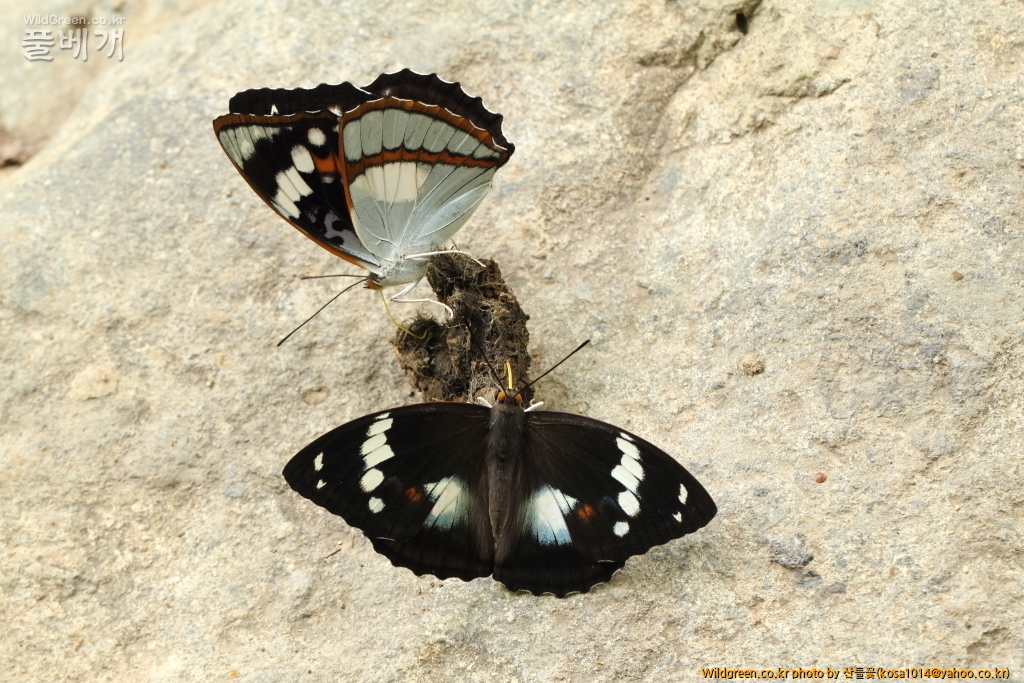 DPP_2015.06.22 암곡0032.JPG