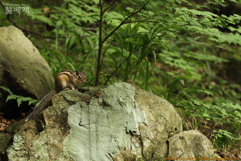 DPP_2015.06.22 암곡0023.JPG