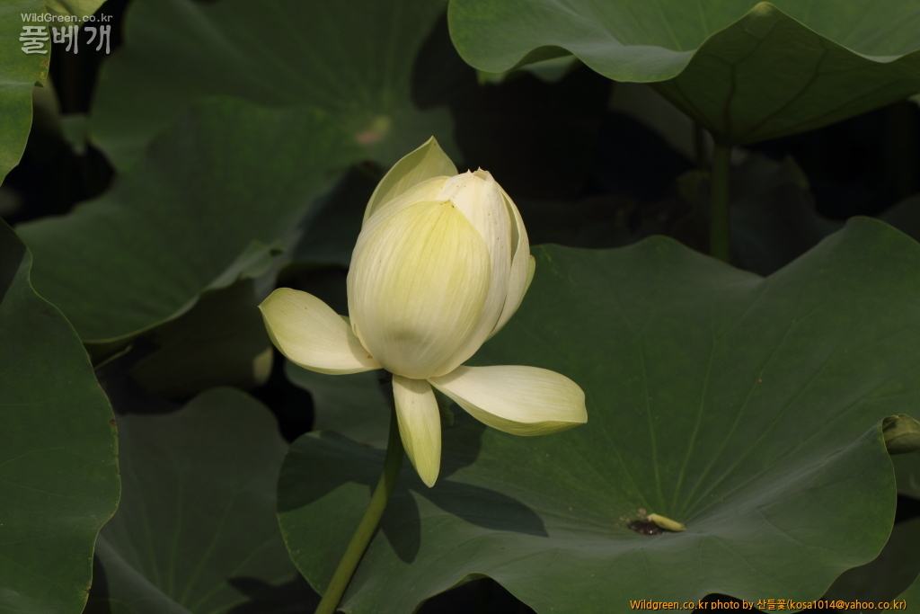 DPP_2015.06.22 암곡0094.JPG