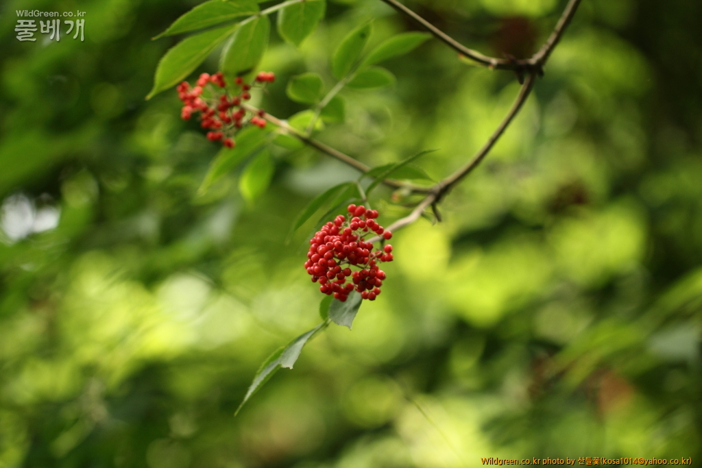 DPP_2015.06.22 암곡0034.JPG