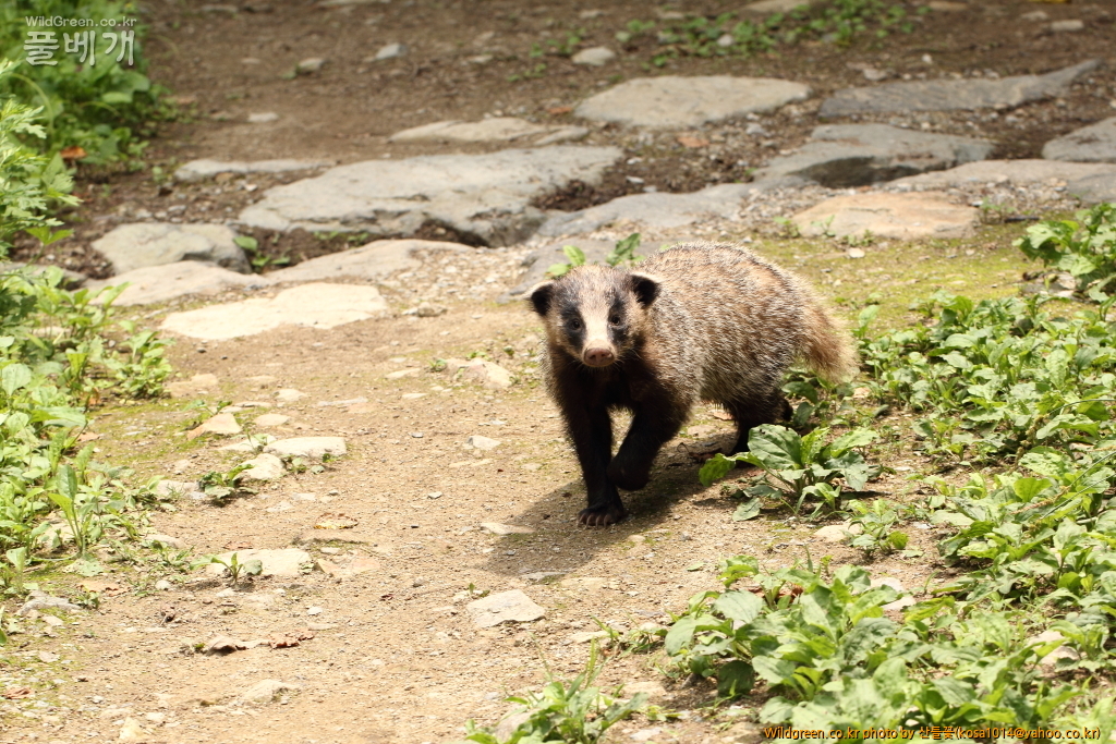 DPP_2015.06.22 암곡0041.JPG