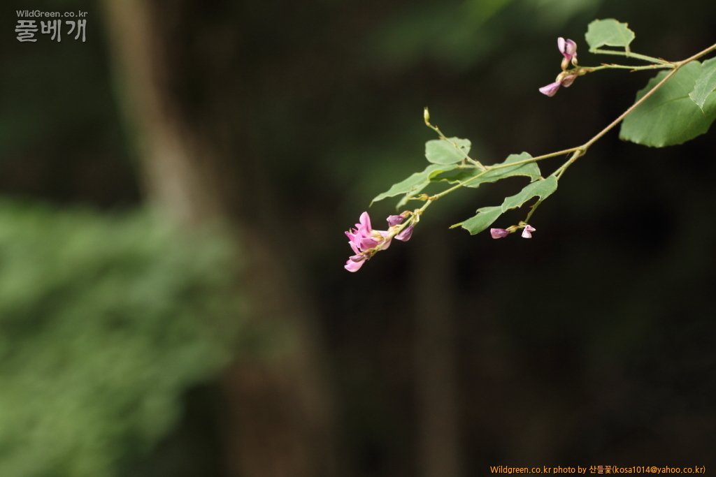 DPP_2015.06.22 암곡0026.JPG