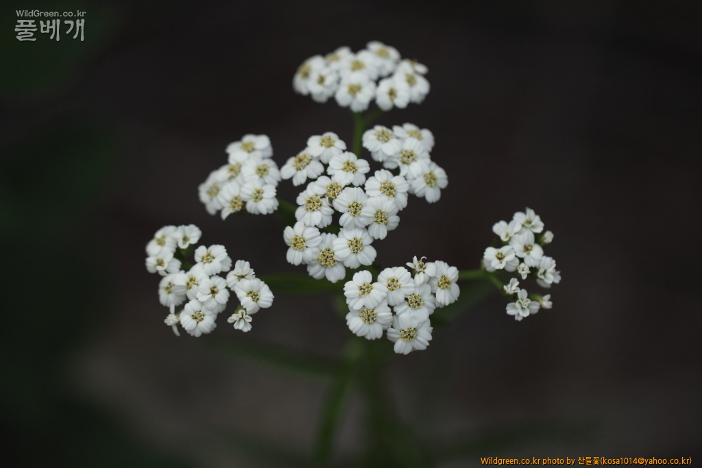 DPP_2015.06.22 암곡0105.JPG