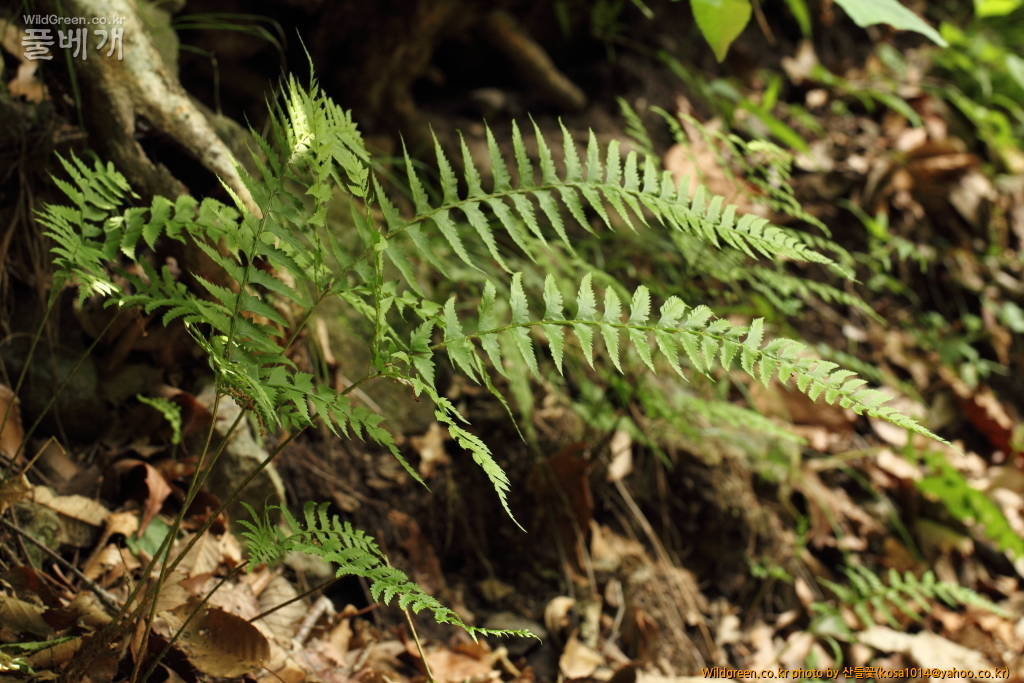 DPP_2015.06.22 암곡0052.JPG