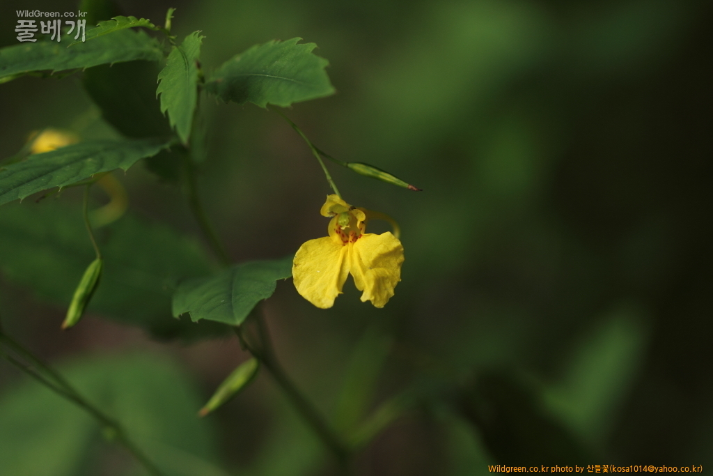 DPP_2015.06.22 암곡0072.JPG