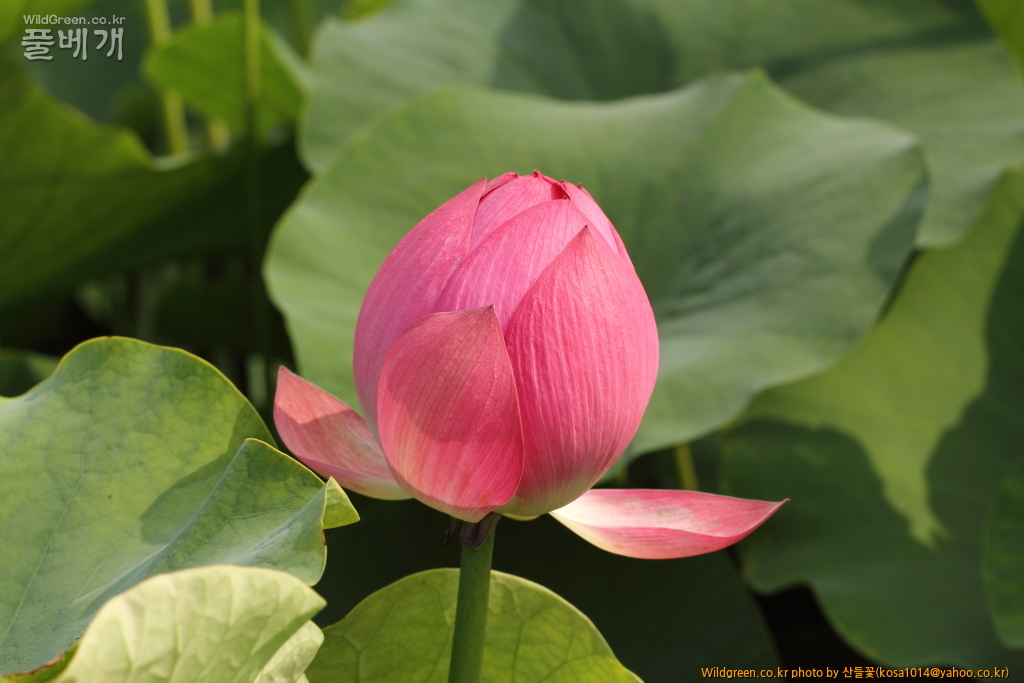 DPP_2015.06.22 암곡0097.JPG