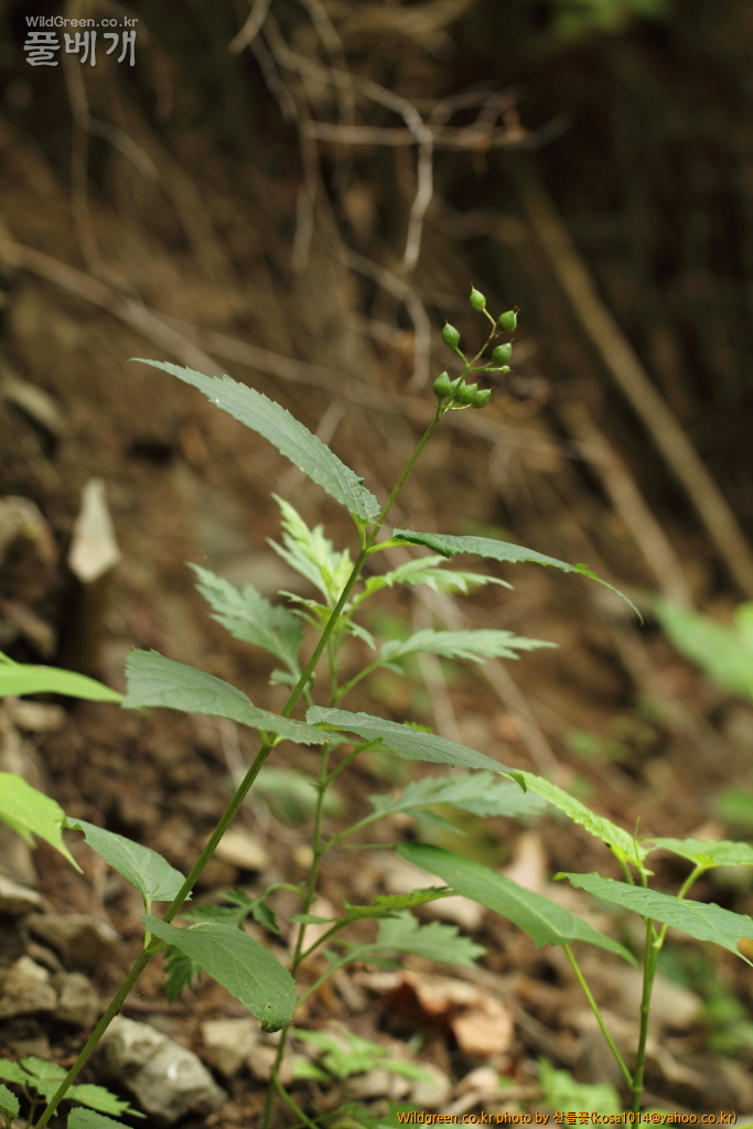 DPP_2015.06.22 암곡0002.JPG