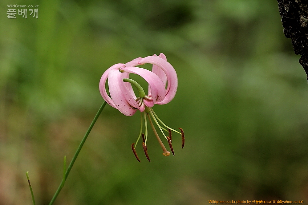 DPP_2014.7.17 괴령산1300.JPG