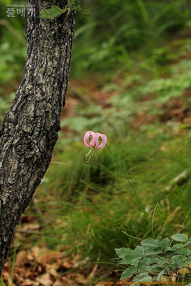 DPP_2014.7.17 괴령산1301.JPG