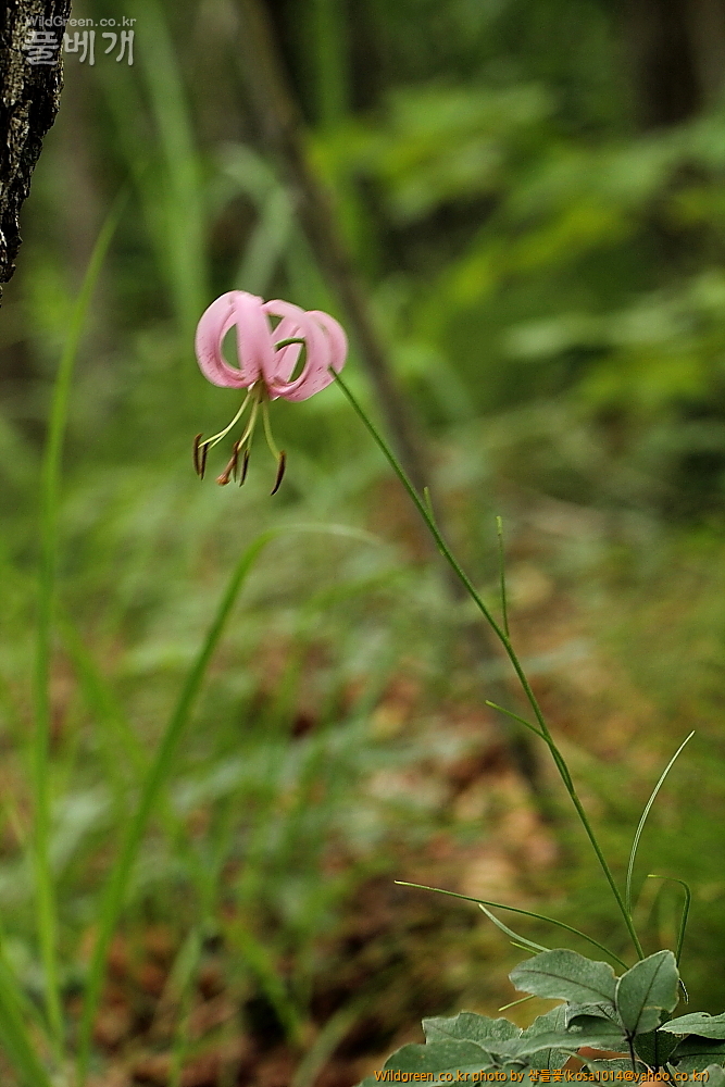 DPP_2014.7.17 괴령산1302.JPG