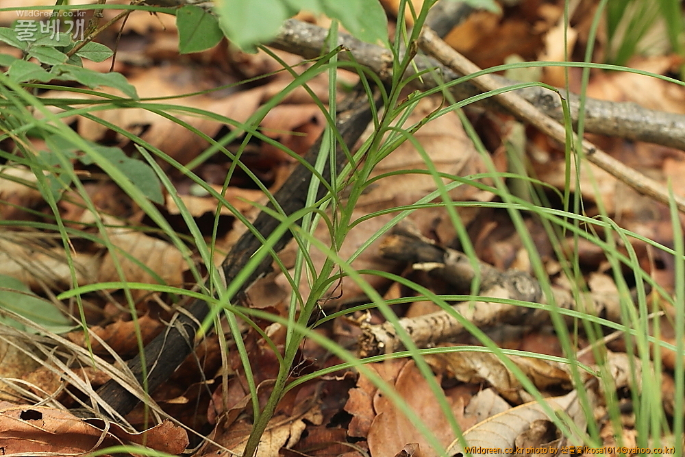 DPP_2014.7.17 괴령산1304.JPG