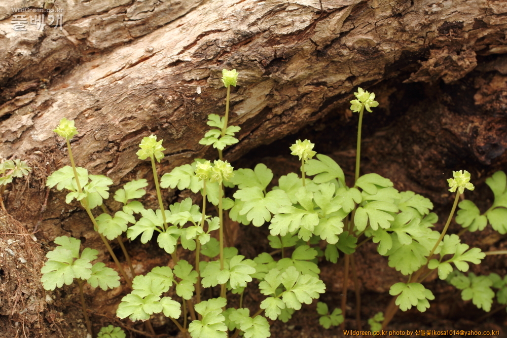 DPP_2015.04.02 화장골0017.JPG : 큰구슬붕이.