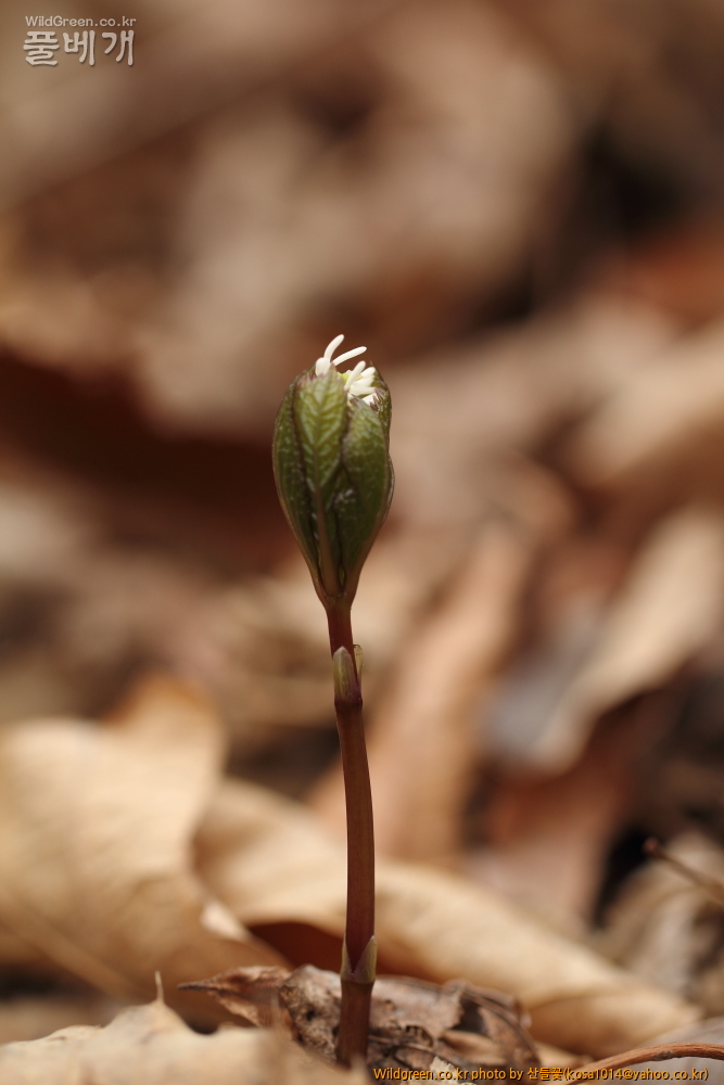 DPP_2015.04.02 화장골0012.JPG : 큰구슬붕이.