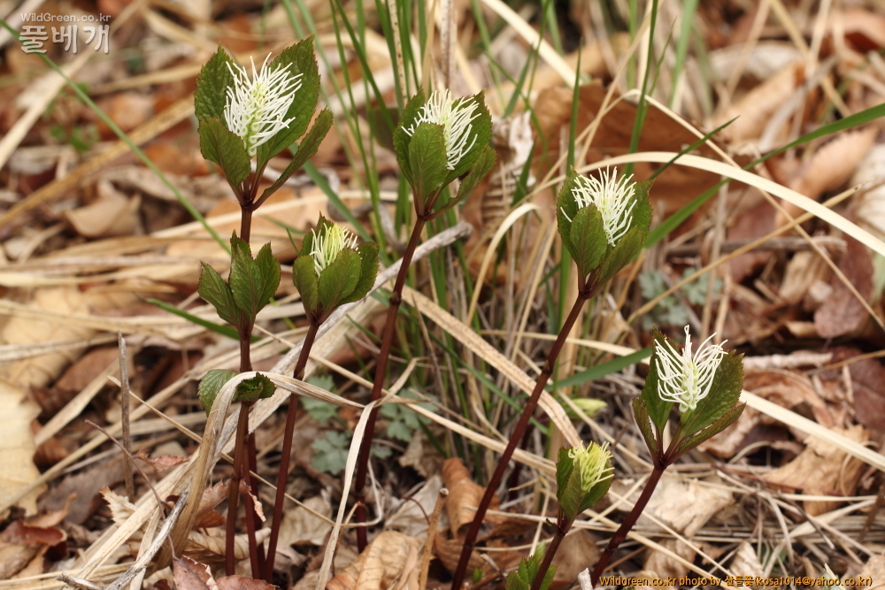 DPP_2015.04.02 화장골0020.JPG : 큰구슬붕이.