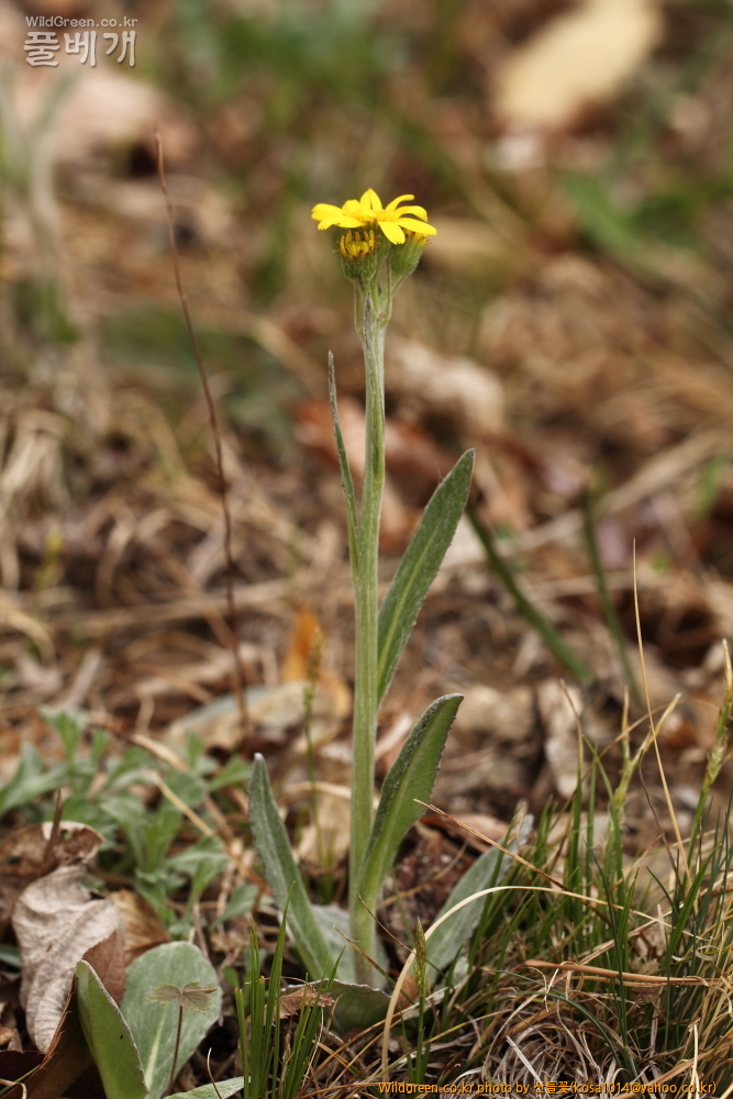 DPP_2015.04.02 화장골0004.JPG : 큰구슬붕이.