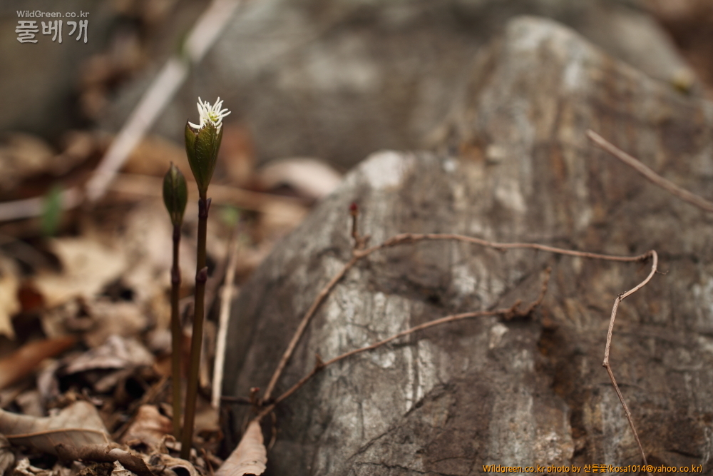 DPP_2015.04.02 화장골0015.JPG : 큰구슬붕이.