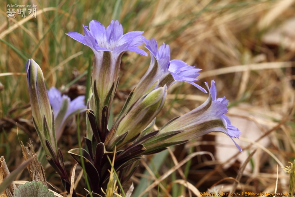 DPP_2015.04.02 화장골0002.JPG : 큰구슬붕이.