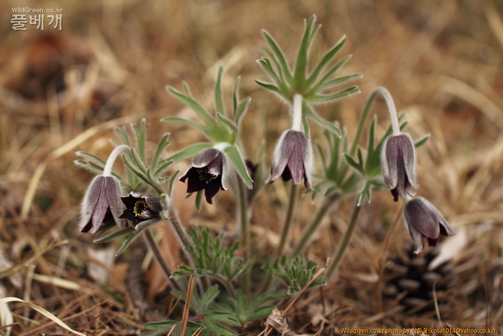 DPP_2015.04.02 화장골0024.JPG : 큰구슬붕이.