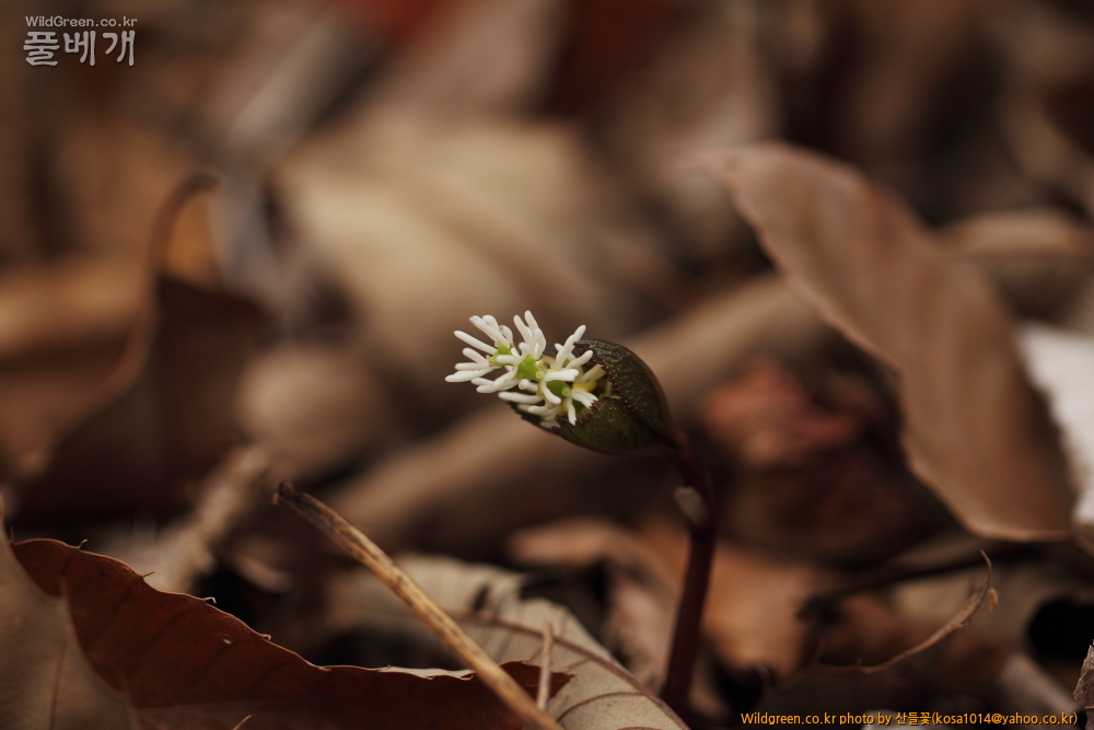 DPP_2015.04.02 화장골0011.JPG : 큰구슬붕이.