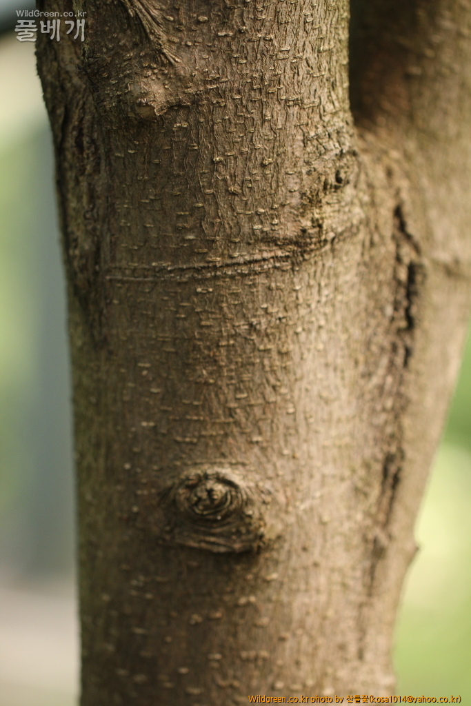 DPP_2016.05.23 돌뽕나무2.JPG