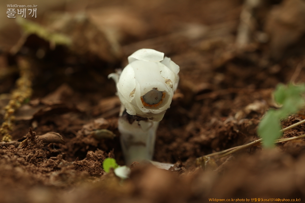 DPP_2016.05.23 나도수정초.JPG