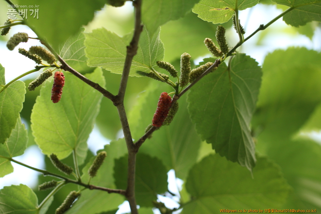 DPP_2016.05.23 돌뽕나무.JPG