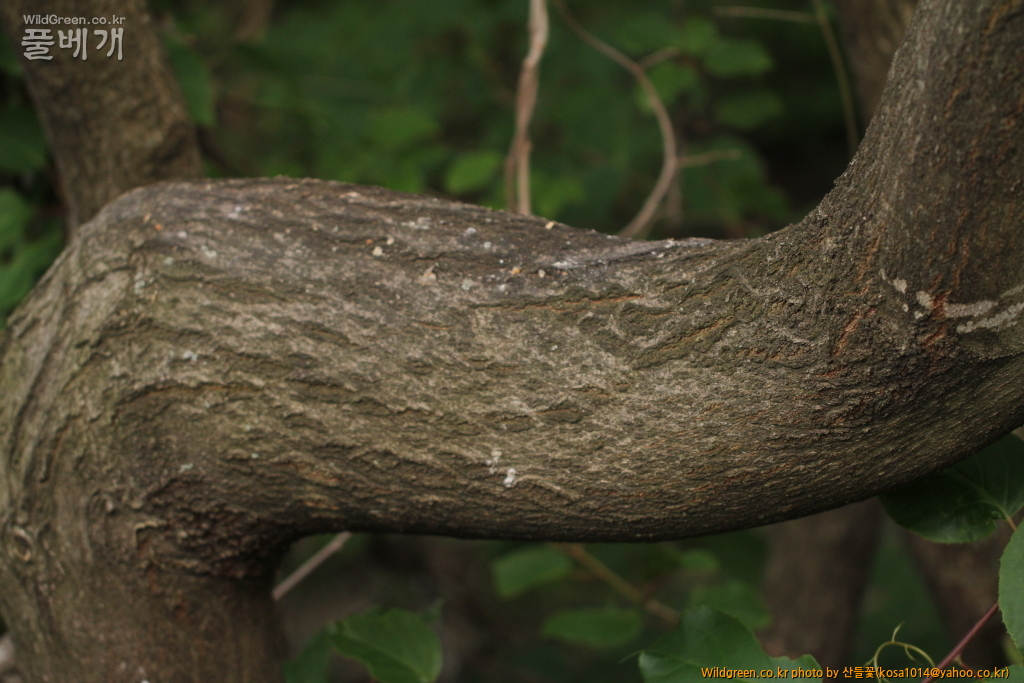 DPP_2016.05.23 왕팽나무4.JPG