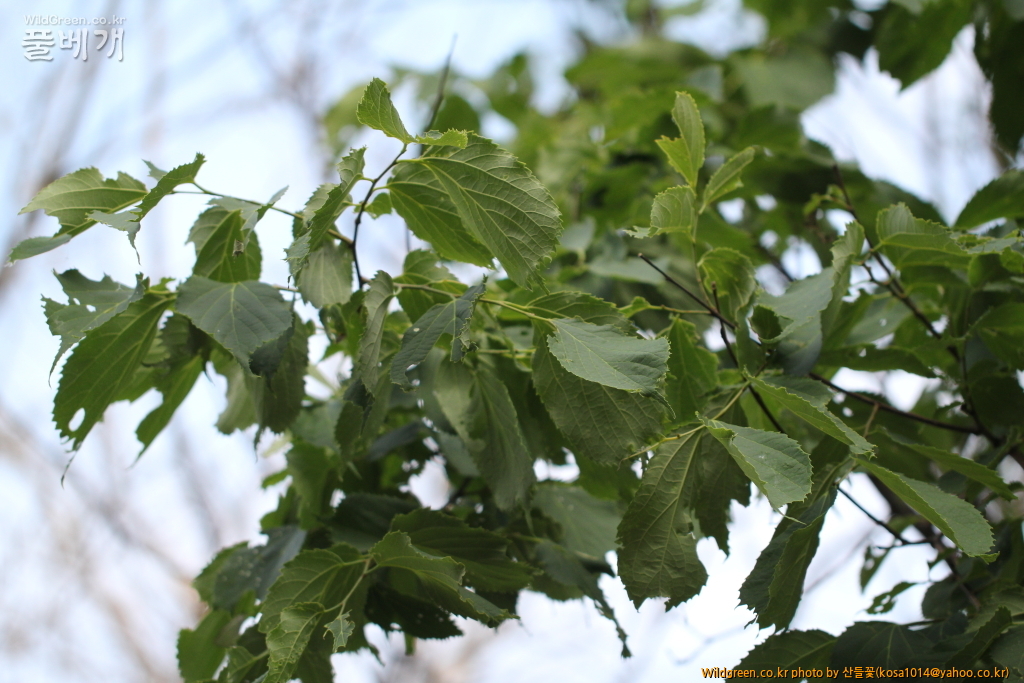 DPP_2016.05.23 왕팽나무3.JPG