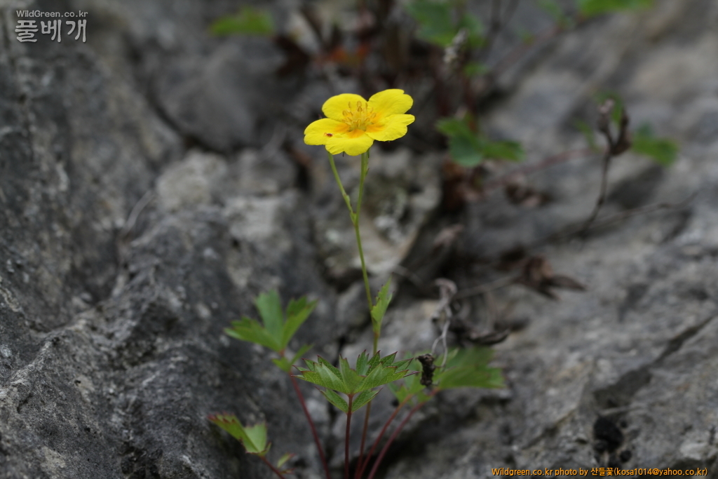 DPP_2016.05.23 돌양지꽃.JPG