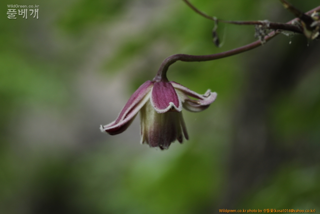 DPP_2016.05.23 바위종덩굴.JPG
