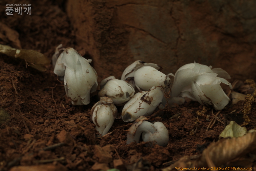 DPP_2016.05.23 나도수정초2.JPG