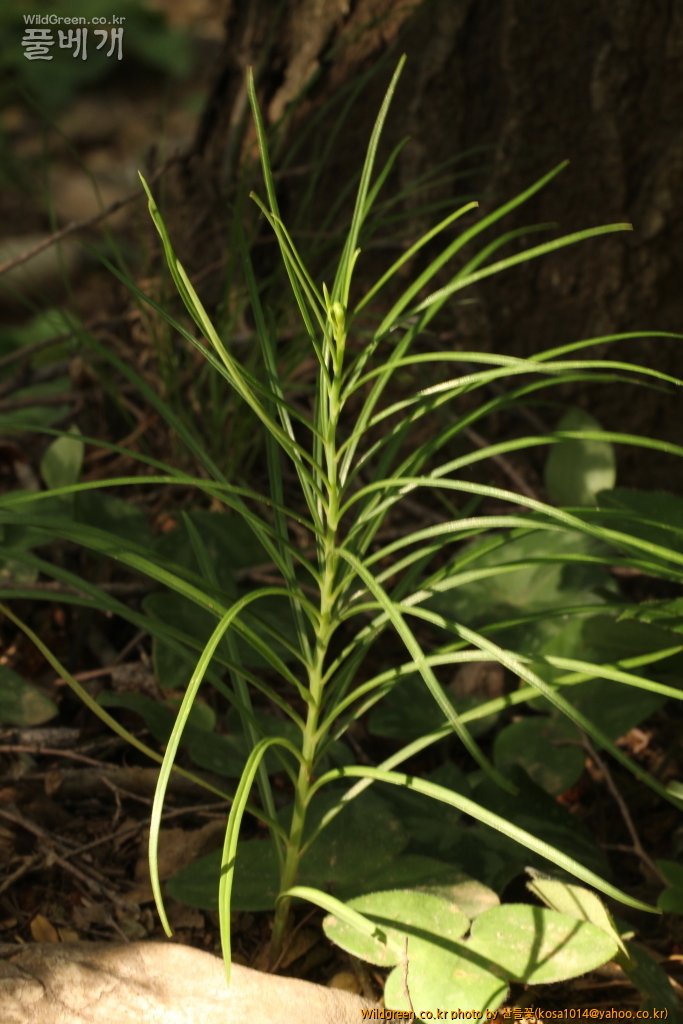 DPP_2016.05.23 솔나리.JPG