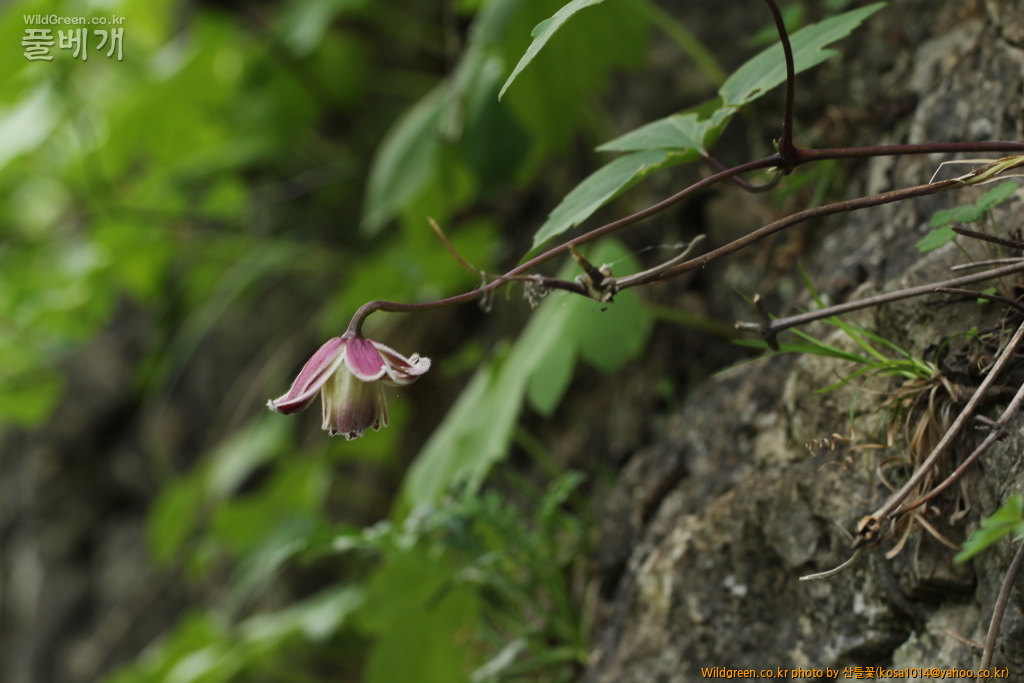 DPP_2016.05.23 바위종덩굴3.JPG