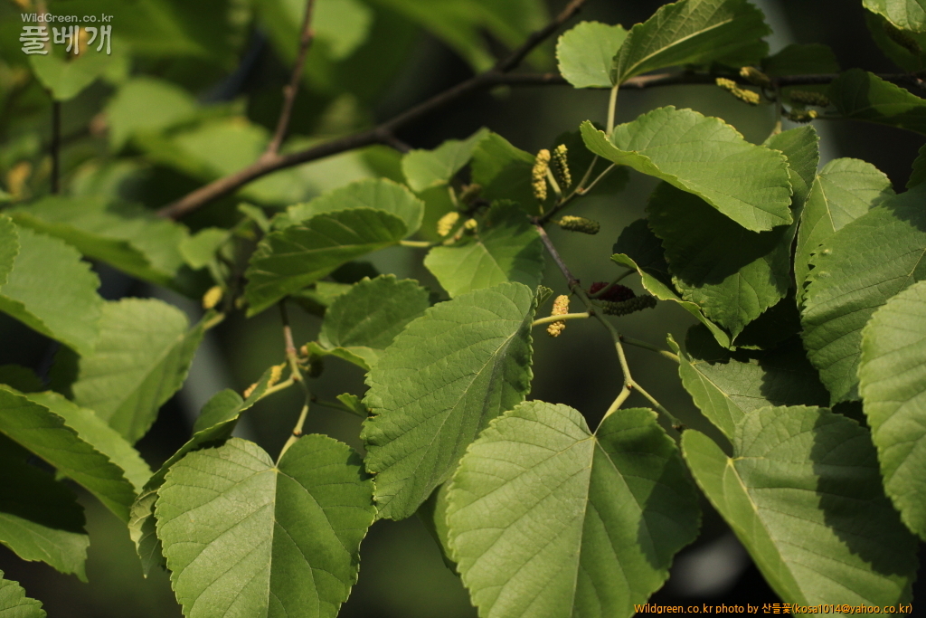 DPP_2016.05.23 돌뽕나무1.JPG