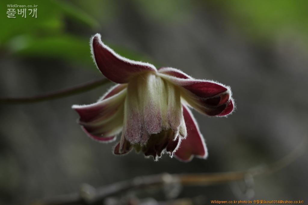 DPP_2016.05.23 바위종덩굴1.JPG