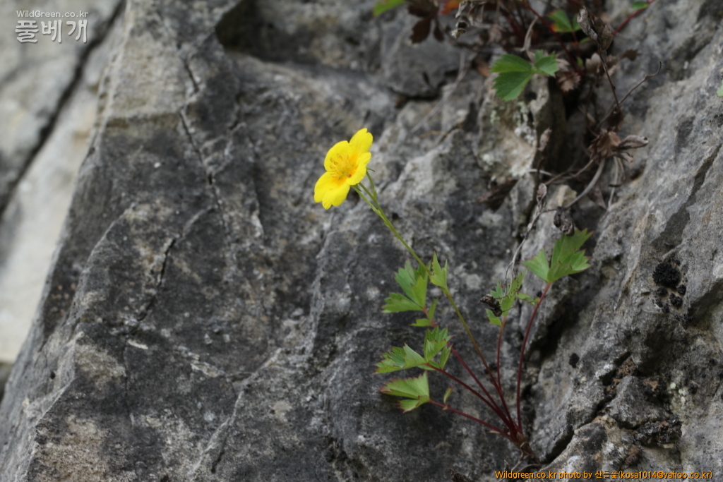 DPP_2016.05.23 돌양지꽃1.JPG